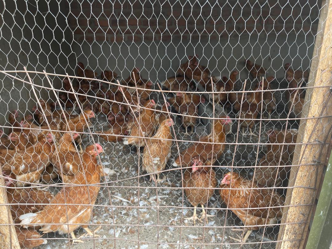 Chicken house 2